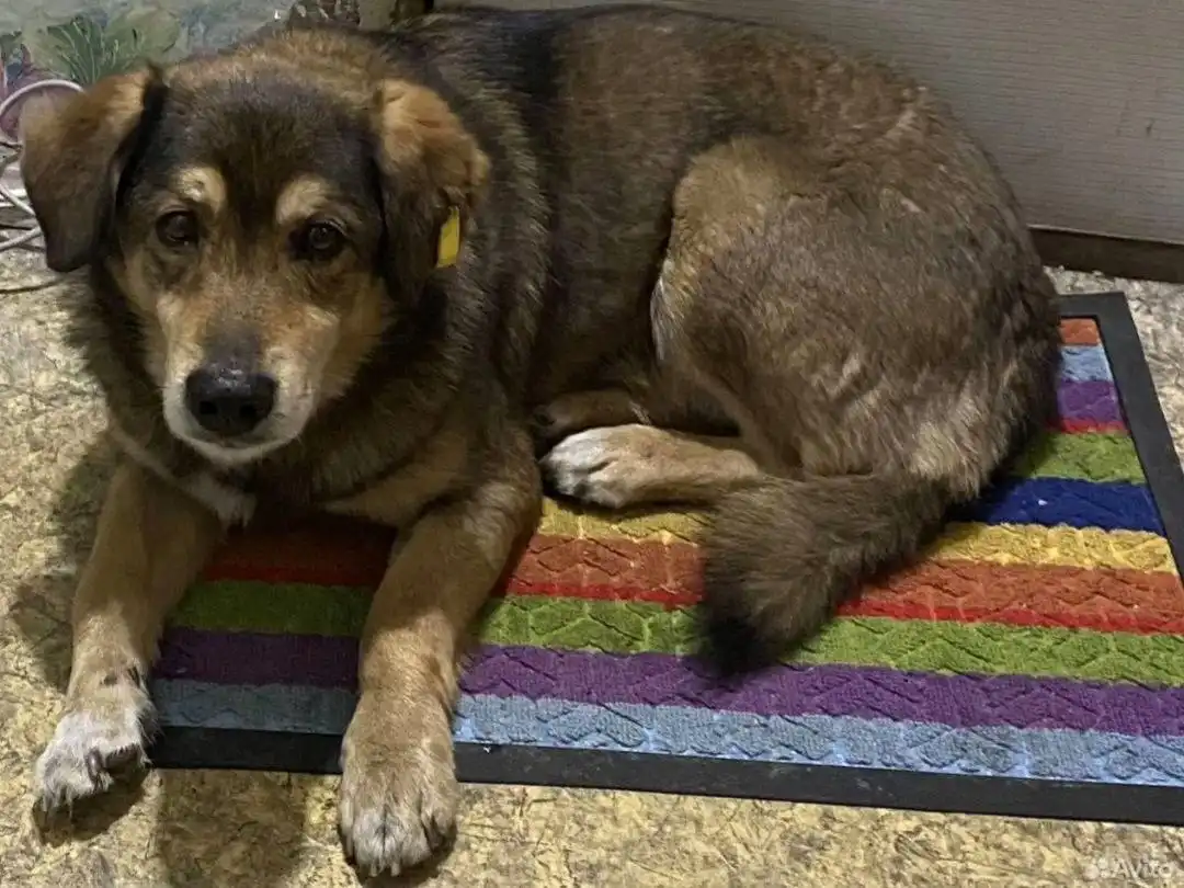 Помощь в поиске хозяина потерявшегося пса - Собаки (Животные) в Иркутск