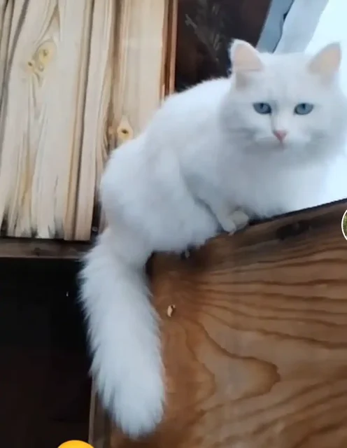 Пропала кошка Снежка - Коты в Иркутск