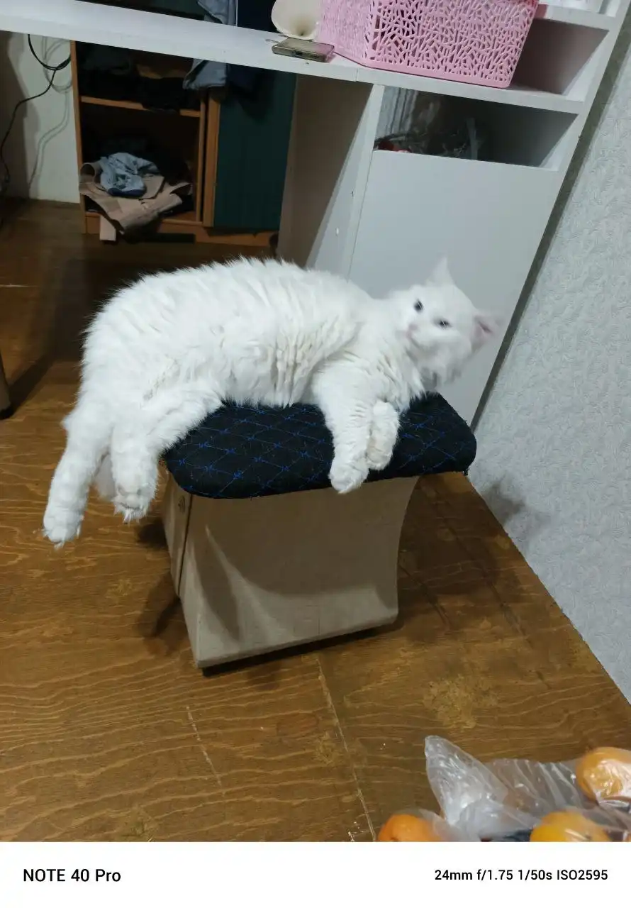 Пропала кошка Снежка - Животные в Иркутск