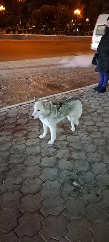 Потеряшка в Иркутске - Животные в Иркутск