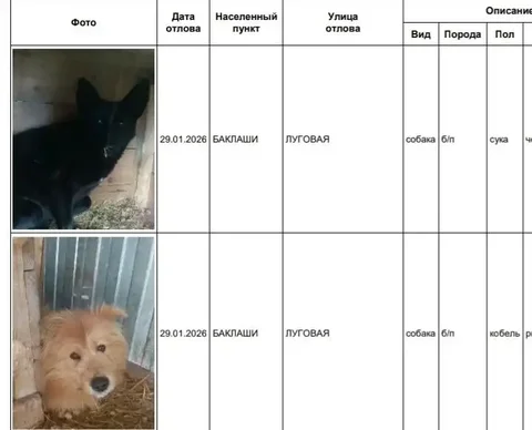 Найдены собаки в приюте в Шелехове - Собаки в Шелехов