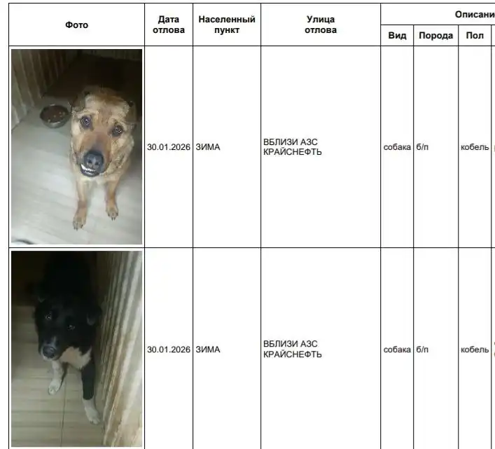Потерянные собаки в приюте Усолье - Собаки (Животные) в Усолье