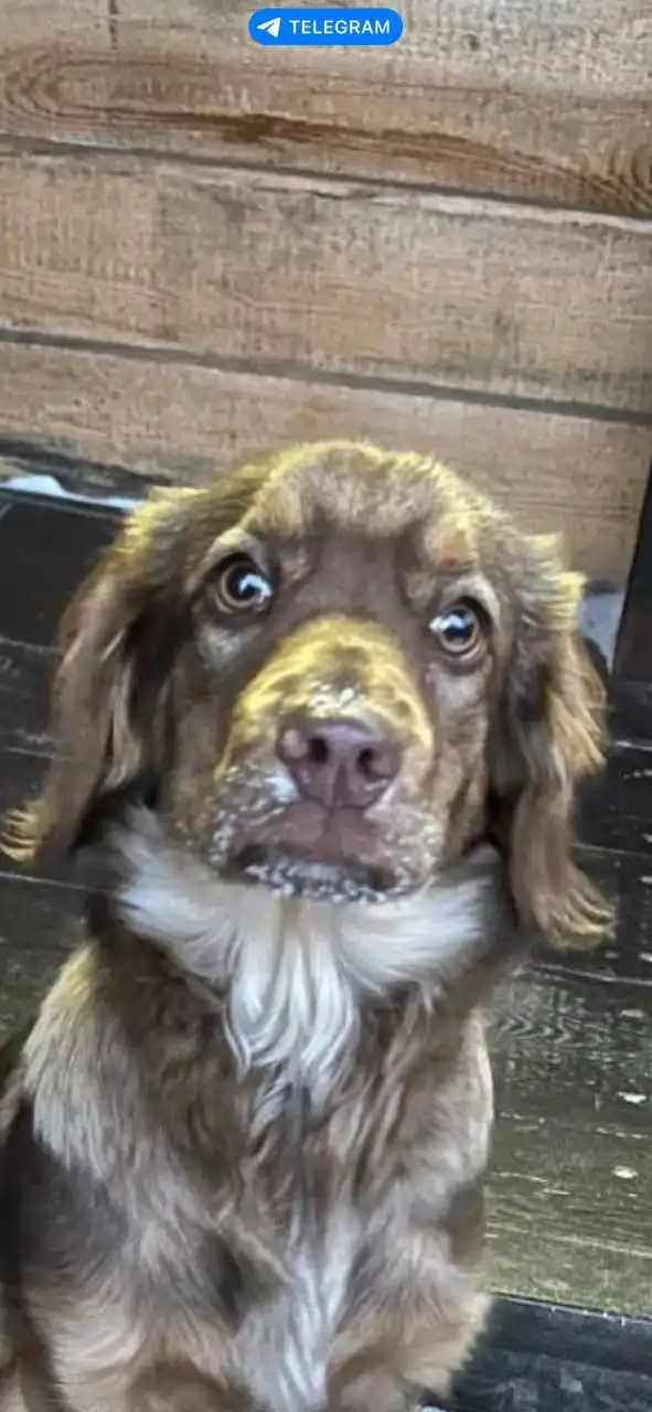 Щенок спаниеля и дворняги 5 месяцев в добрые руки - Собаки (Животные) в Максимовщина