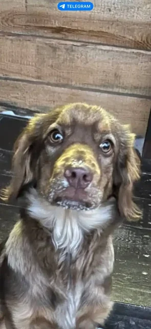 Щенок спаниеля и дворняги 5 месяцев в добрые руки - Собаки в Максимовщина