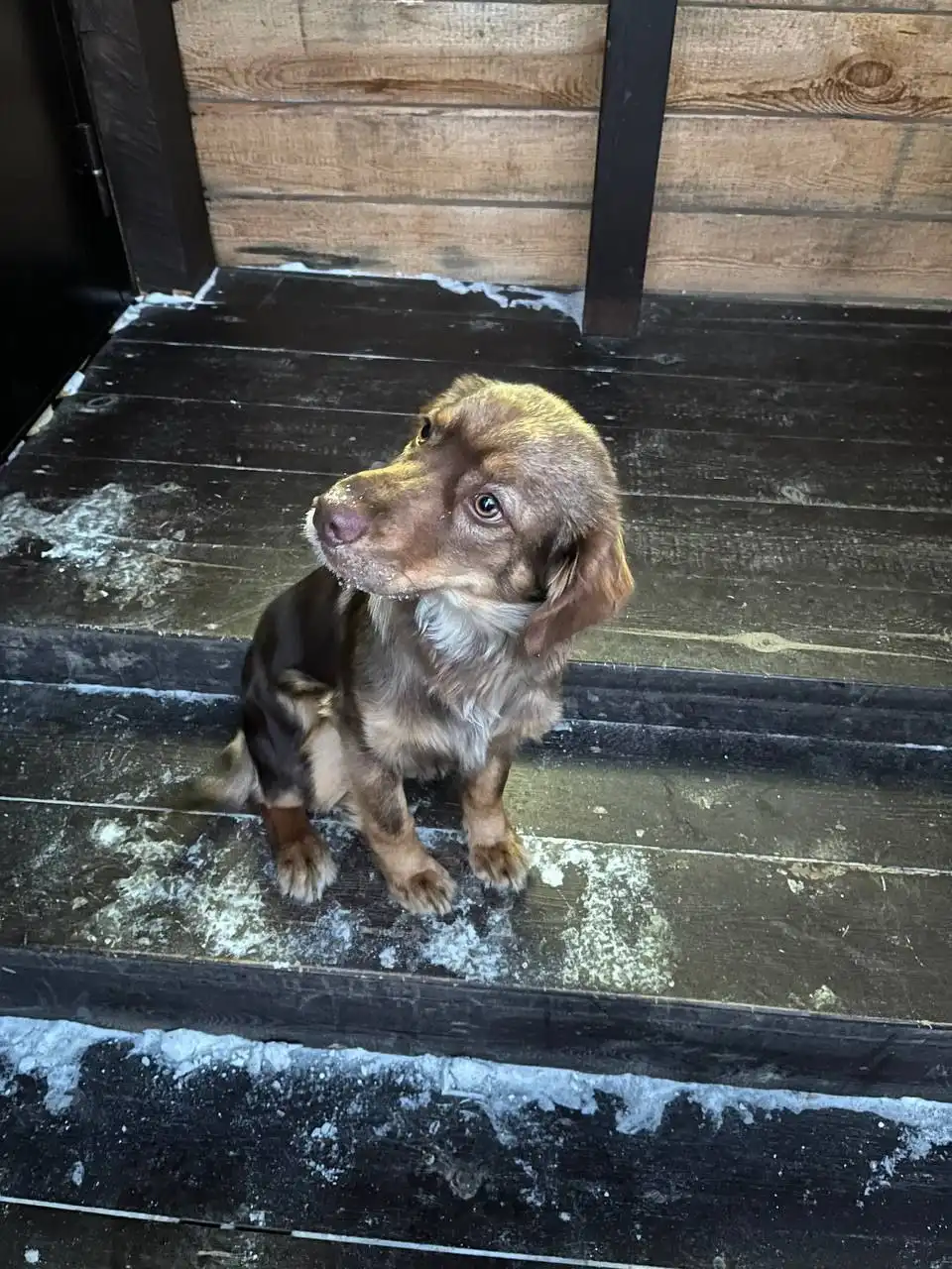 Щенок спаниеля и дворняги 5 месяцев в добрые руки - Собаки (Животные) в Максимовщина