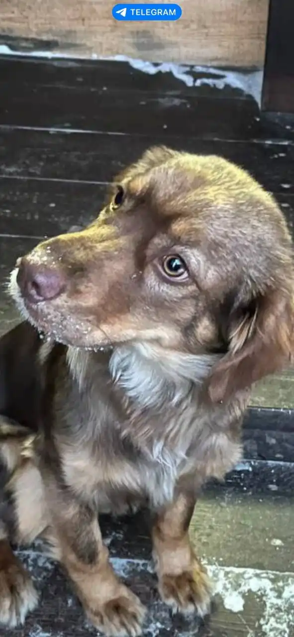 Щенок спаниеля и дворняги 5 месяцев в добрые руки - Собаки (Животные) в Максимовщина