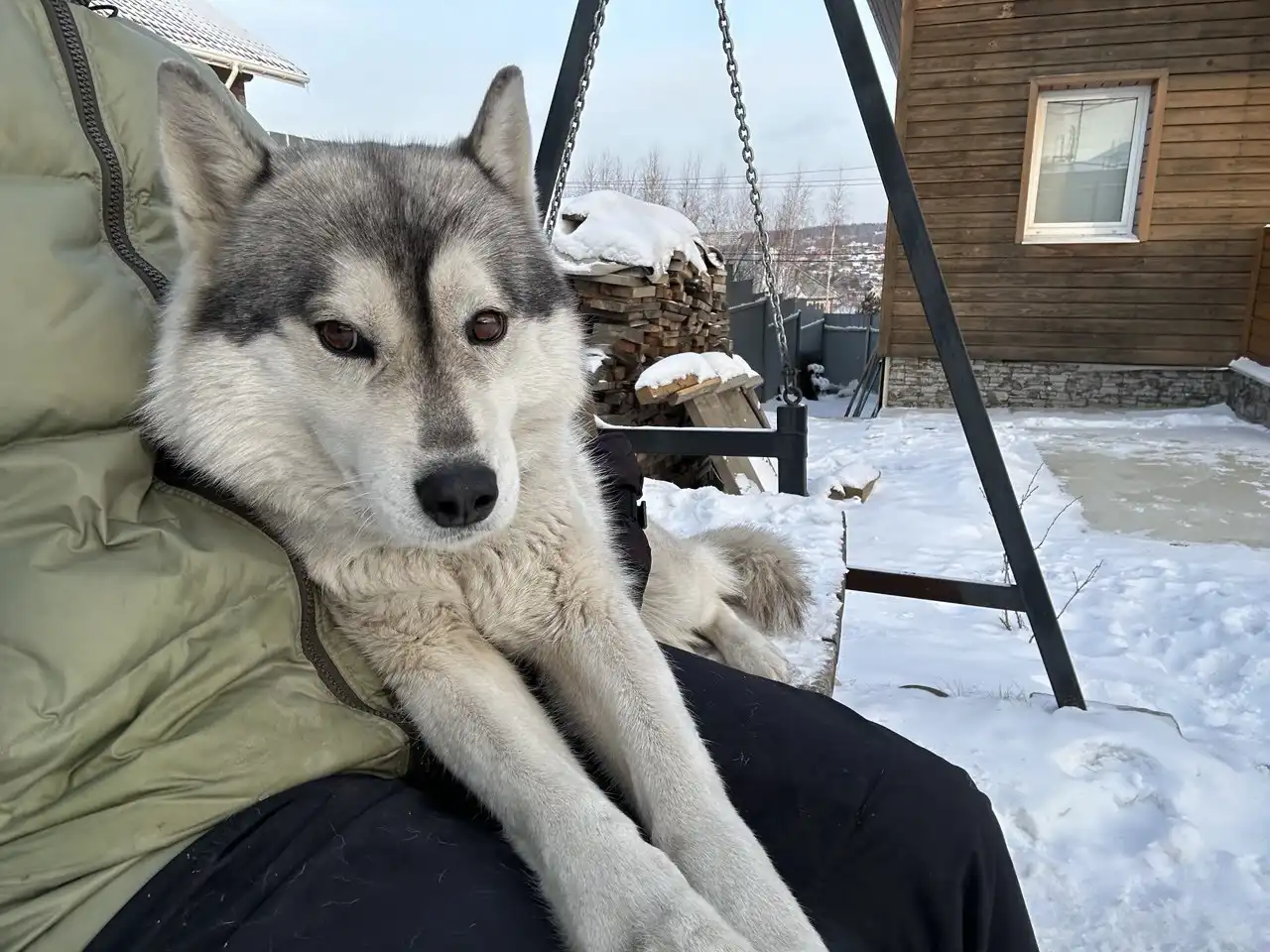 Потерялась собака Лесси в Иркутске - Потерянные животные (Животные) в Иркутск