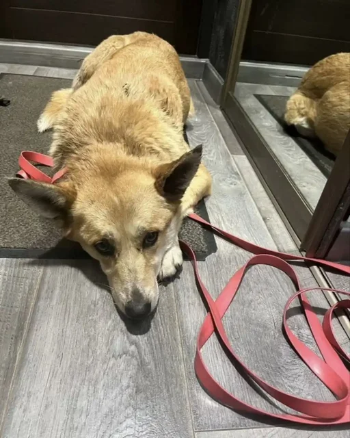 Пропала собака Лея в Момонах - Коты в Иркутск