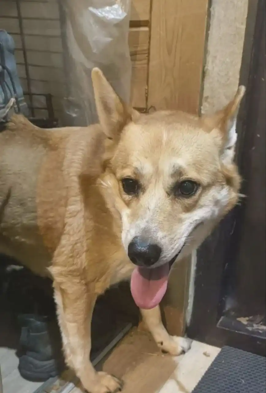 Пропала собака Лея в Момонах - Поиск животных (Животные) в Иркутск