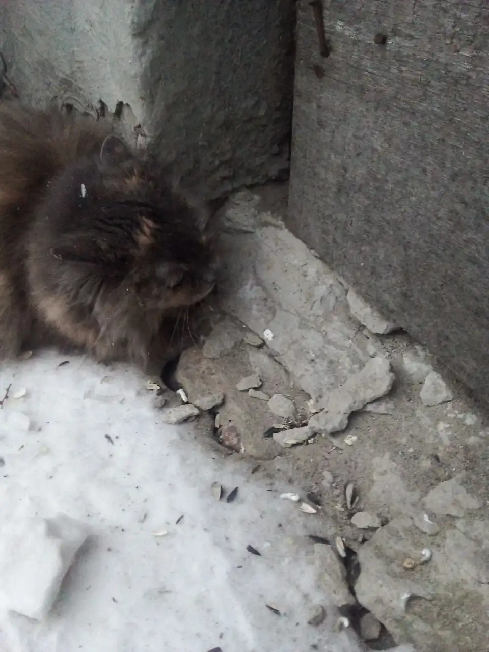 Найдена домашняя кошка в Ангарске - Кошки (Животные) в Ангарск