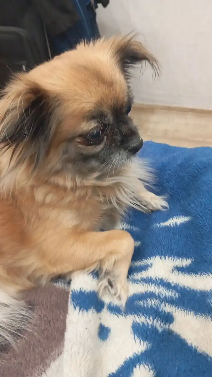 Найдена собака породы чихуахуа в районе Донской - Собаки (Животные) в Иркутск