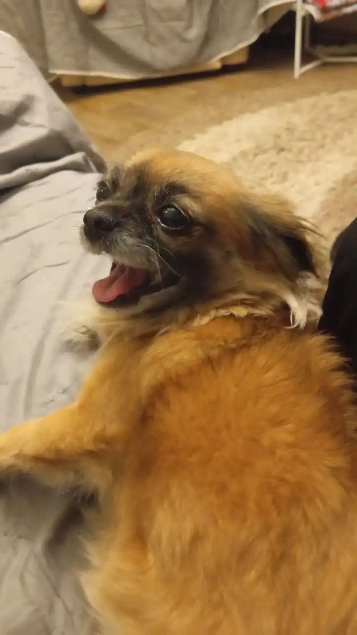 Найдена собака породы чихуахуа в районе Донской - Собаки (Животные) в Иркутск