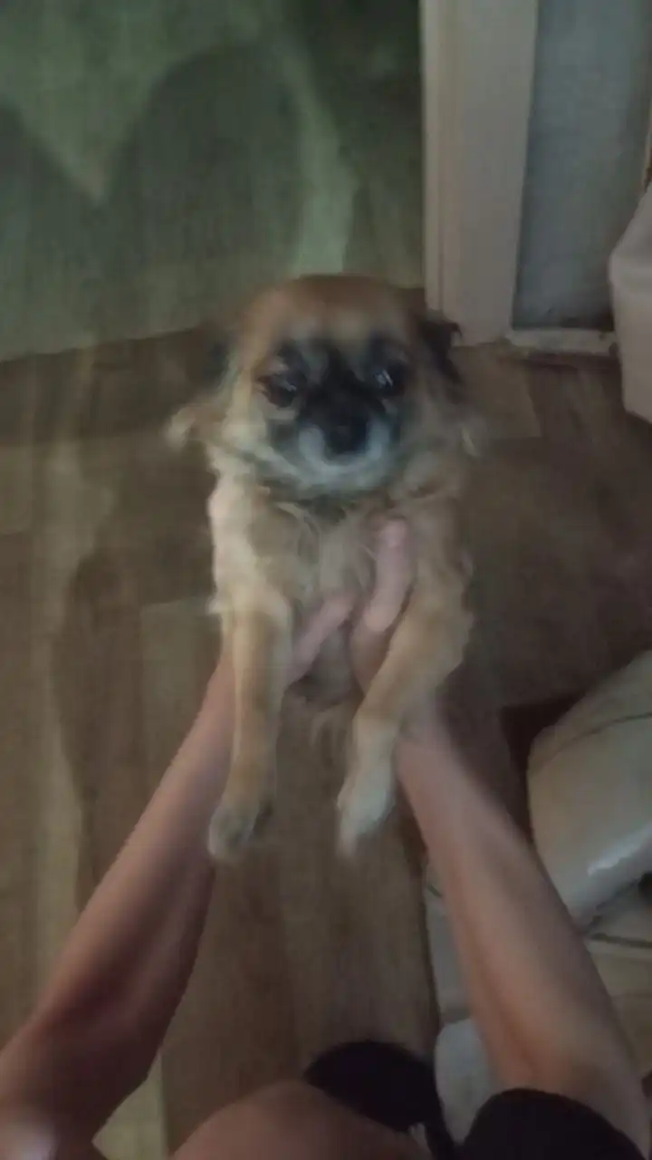 Найдена собака породы чихуахуа в районе Донской - Собаки (Животные) в Иркутск