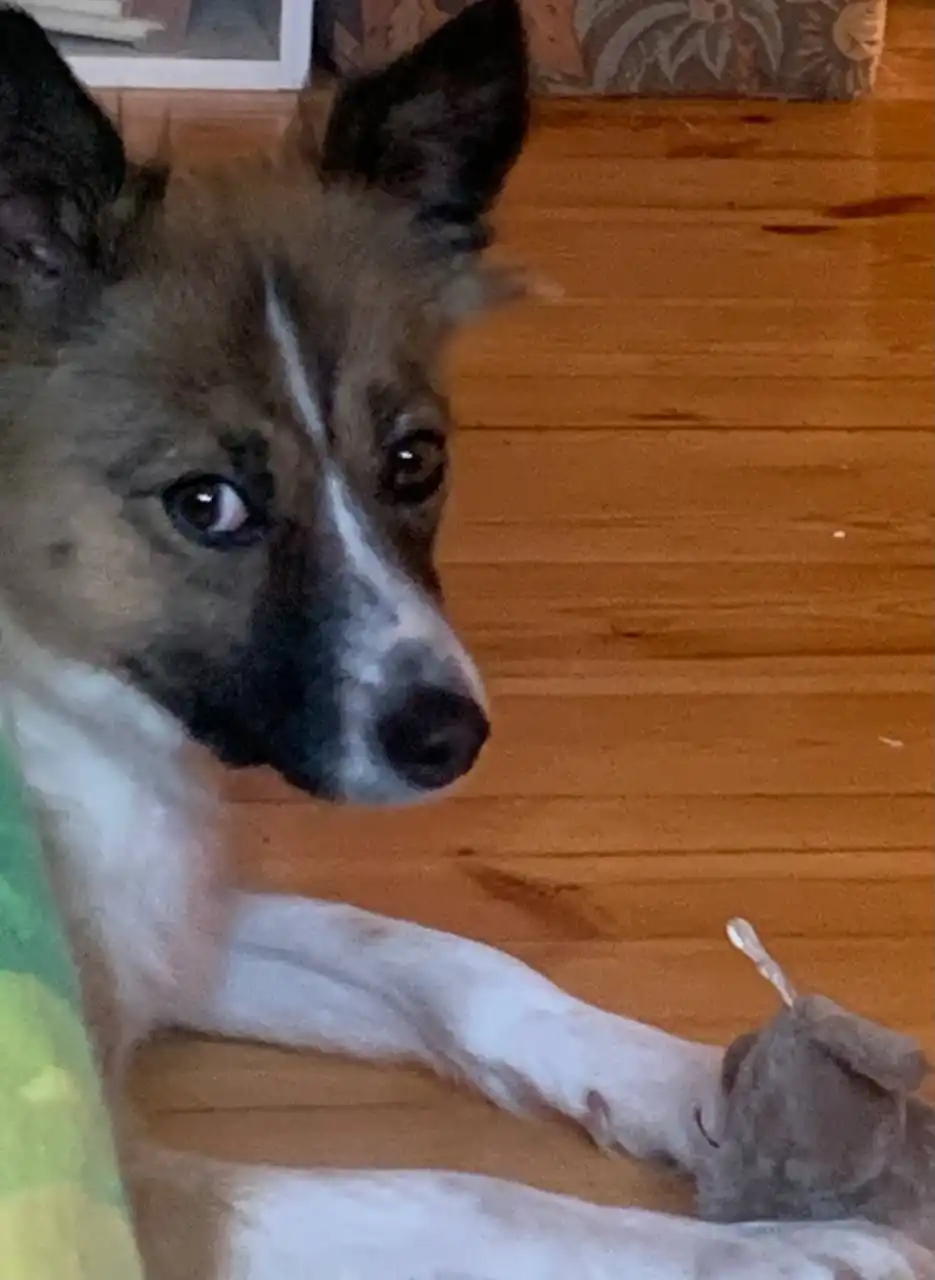 Потеряшка в коричневом кожаном ошейнике - Животные в Иркутск