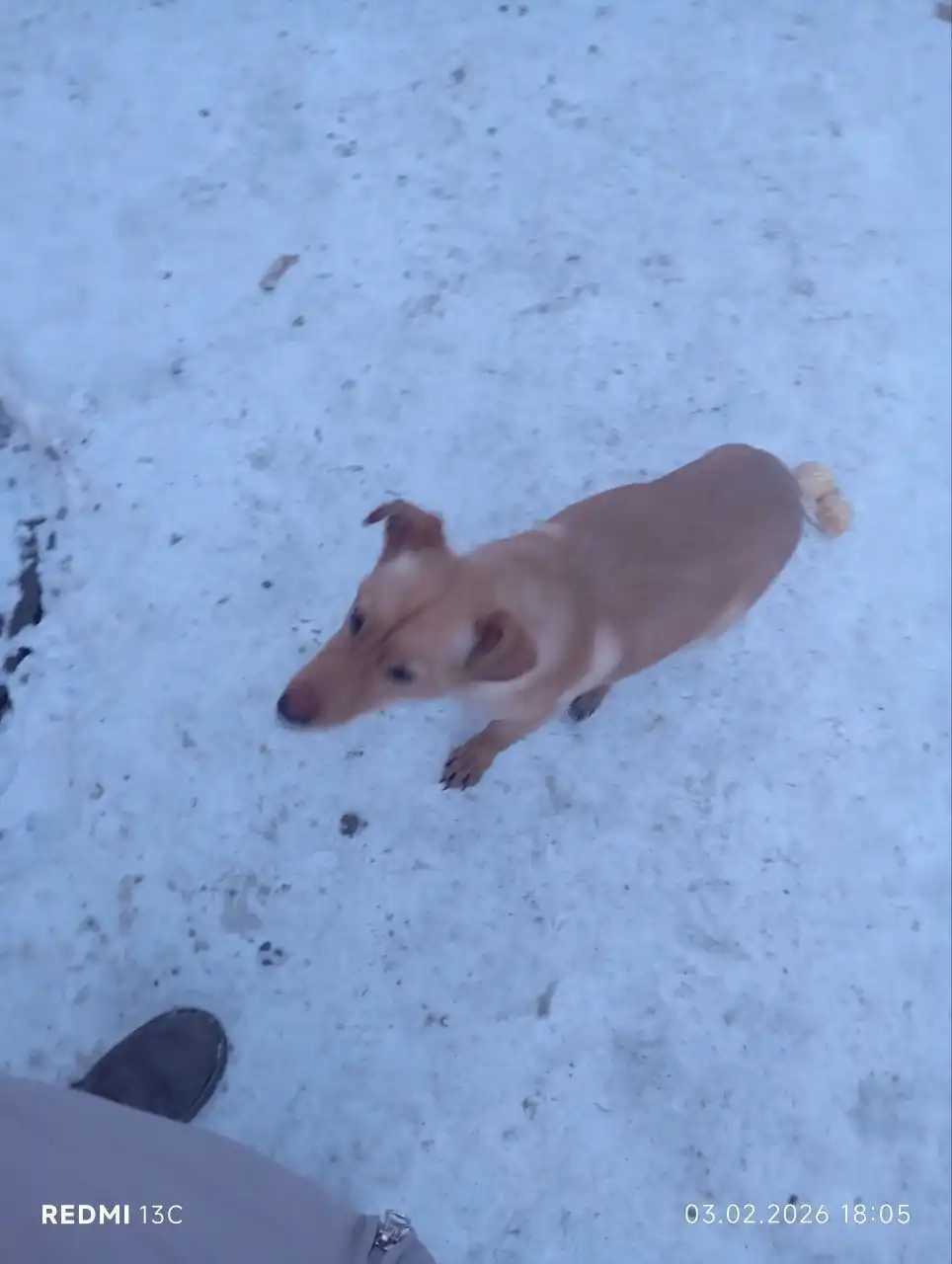 Потерявшаяся собака ищет хозяина на Баррикад - Собаки (Животные) в Иркутск