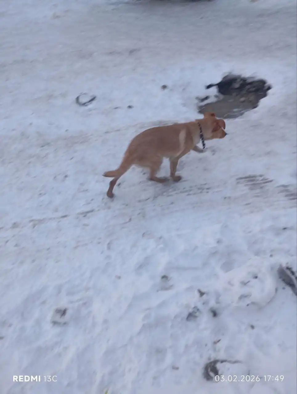 Потерявшаяся собака ищет хозяина на Баррикад - Собаки (Животные) в Иркутск