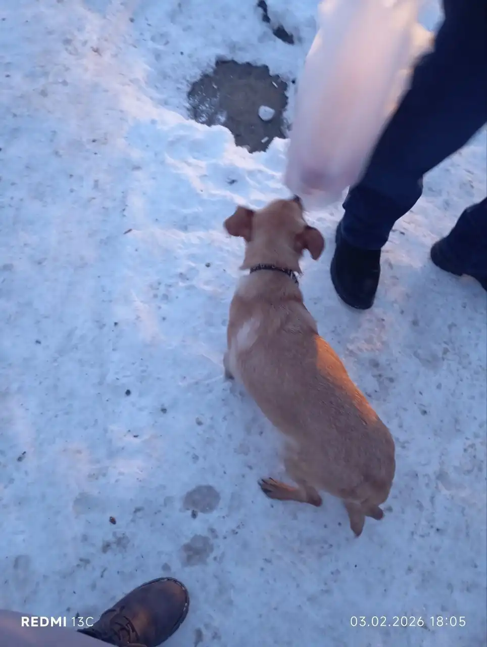 Потерявшаяся собака ищет хозяина на Баррикад - Собаки (Животные) в Иркутск