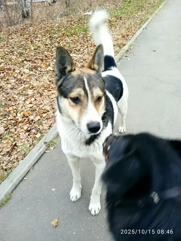 Потеряшка молодой песик в Иркутске - Собаки в Иркутск