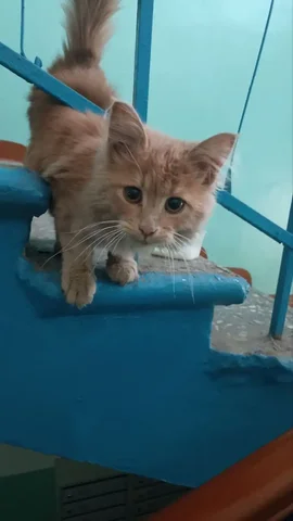 Найден домашний кот/кошечка в Ангарске - Животные в Ангарск