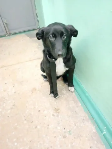 Срочно нужна передержка для найденной собаки-подростка - Животные в Иркутск