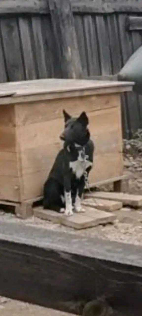 Потерялась собака Лайка в Ангарске - Потерянные животные (Животные) в Ангарск