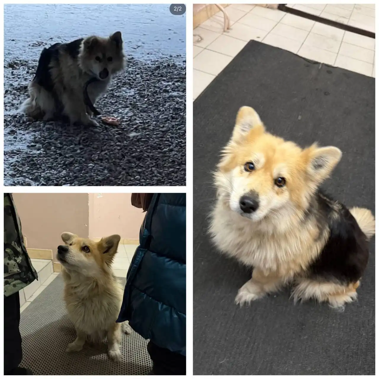 Потерянная собака в Иркутске - Потерянные животные (Животные) в Иркутск