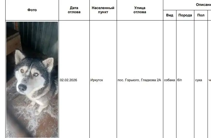 Найдены собаки в приюте Иркутска - Животные в Иркутск