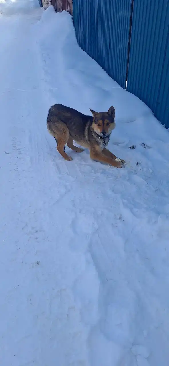 Потеряшка Иркутск Животные - Потерянные животные (Животные) в Иркутск