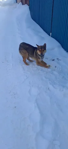 Потеряшка Иркутск Животные - Потерянные животные в Иркутск