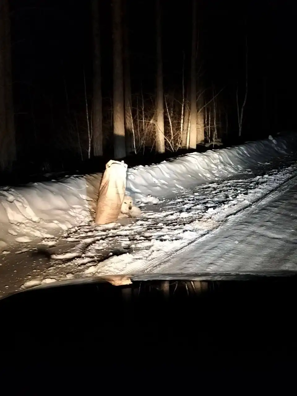 Найденная собака с кормом на трассе - Собаки (Животные) в Усолье