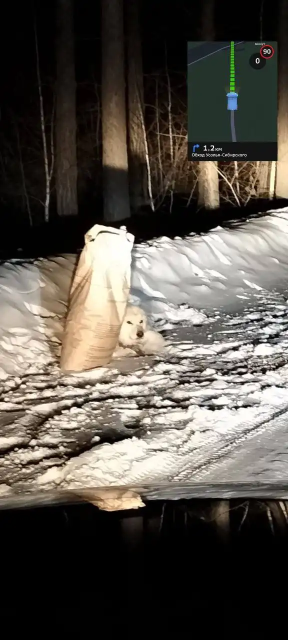 Найденная собака с кормом на трассе - Собаки (Животные) в Усолье