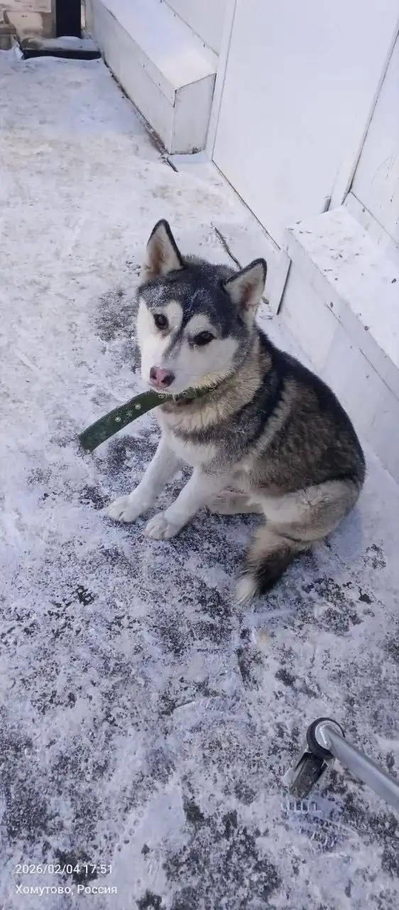 Найден ошейник в Хомутово - Потеряшки (Животные) в Иркутск