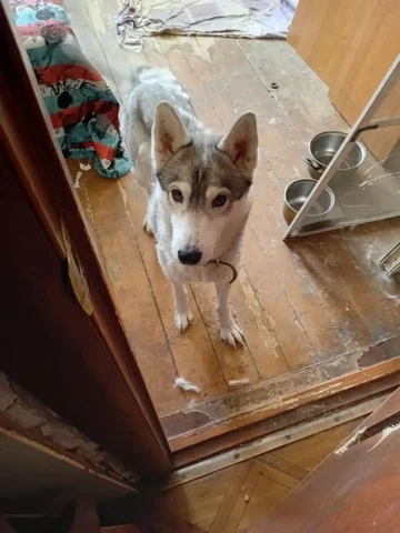 Потерялась собака в Иркутске - Собаки в Иркутск