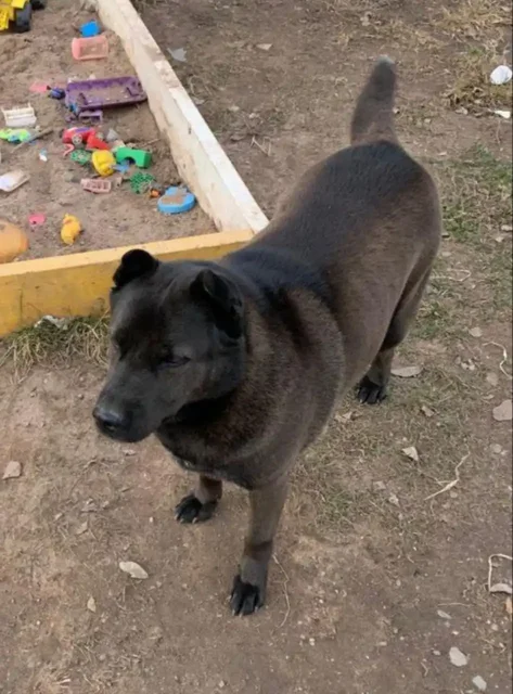 Пропала собака Зара в деревне Позднякова Иркутск - Потерянные животные в Иркутск