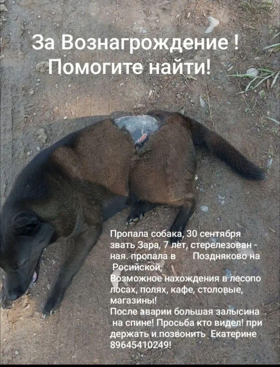 Пропала собака Зара в деревне Позднякова Иркутск - Потерянные животные (Животные) в Иркутск