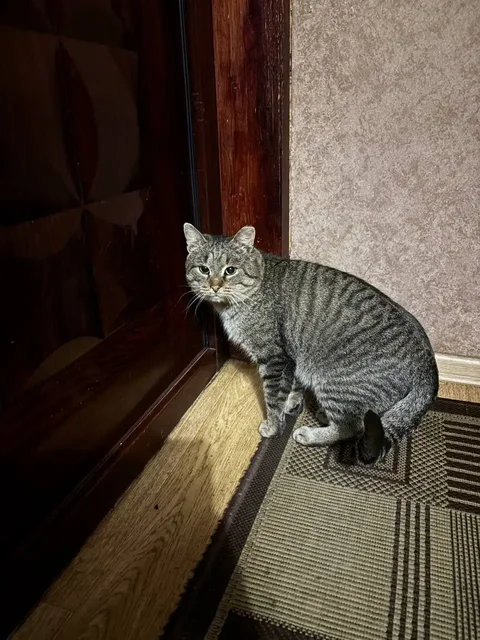 Потерялся кот по кличке Кузя в Шелехове - Животные в Шелехов