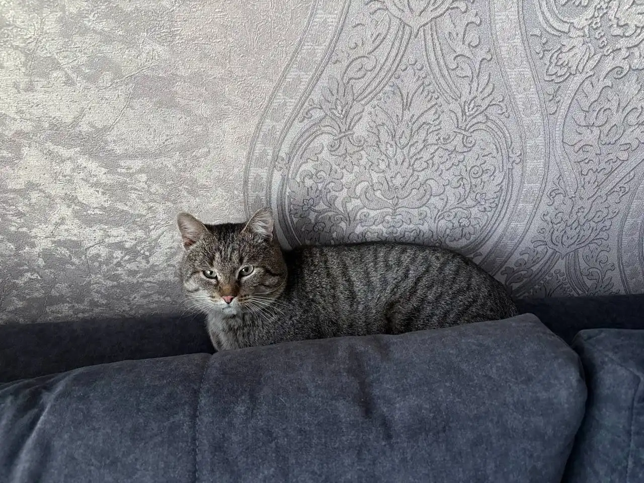 Потерялся кот по кличке Кузя в Шелехове - Потерянные животные (Животные) в Шелехов