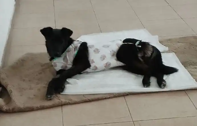 Потерялась собака Марта в Иркутске - Потерянные животные (Животные) в Иркутск