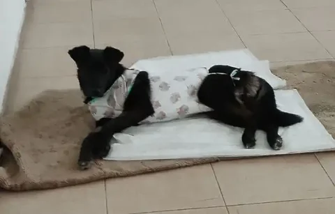 Потерялась собака Марта в Иркутске - Потерянные животные в Иркутск