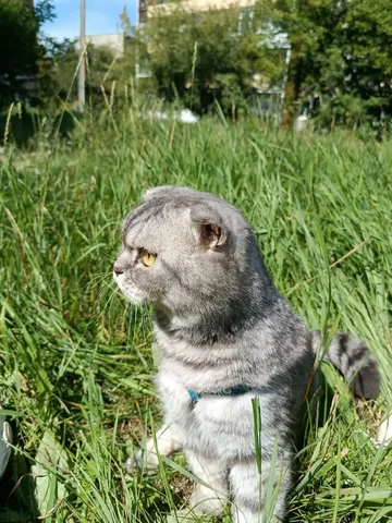 Потерялся кот вислоухий шотландец - Потерянные животные в Ангарск