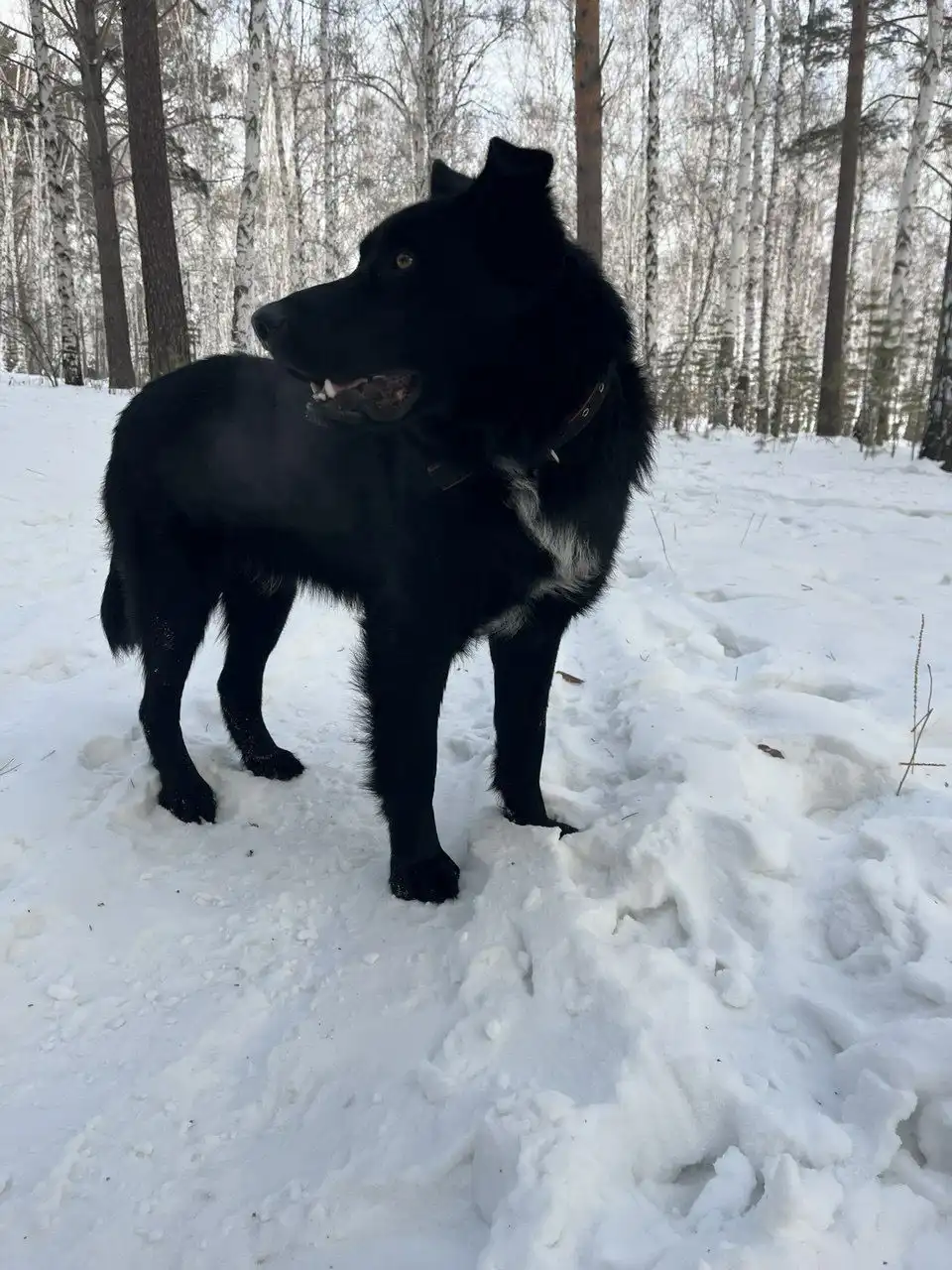 Потерянный кот в Иркутске - Коты (Животные) в Иркутск