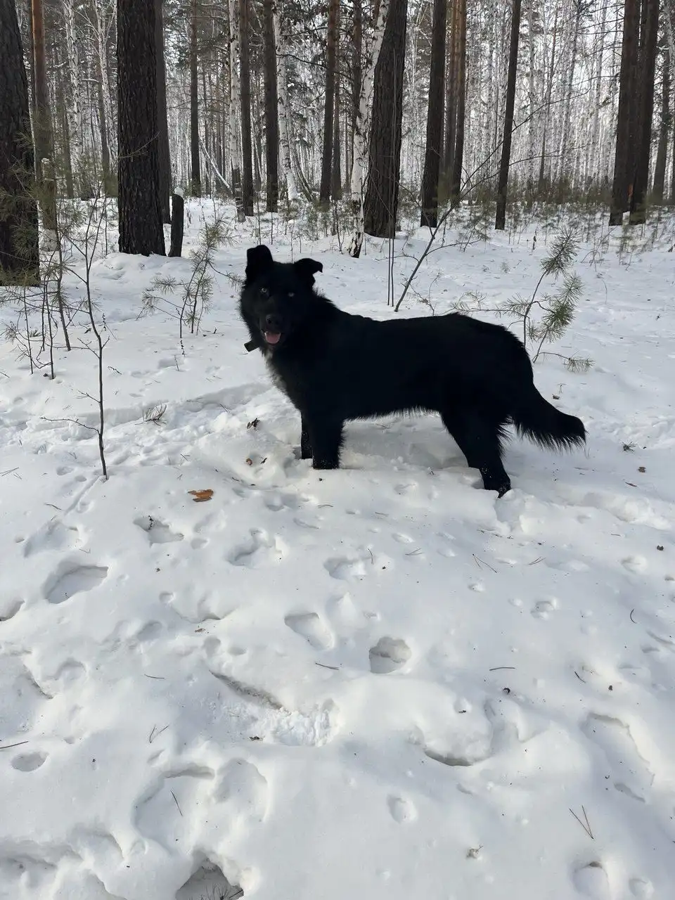 Потерянный кот в Иркутске - Коты (Животные) в Иркутск