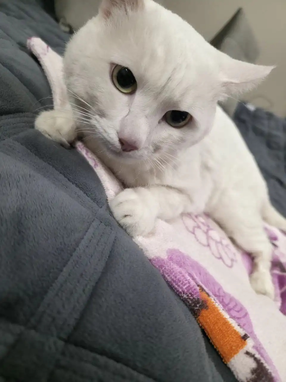 Найден белый кот в Ангарске - Животные в Ангарск