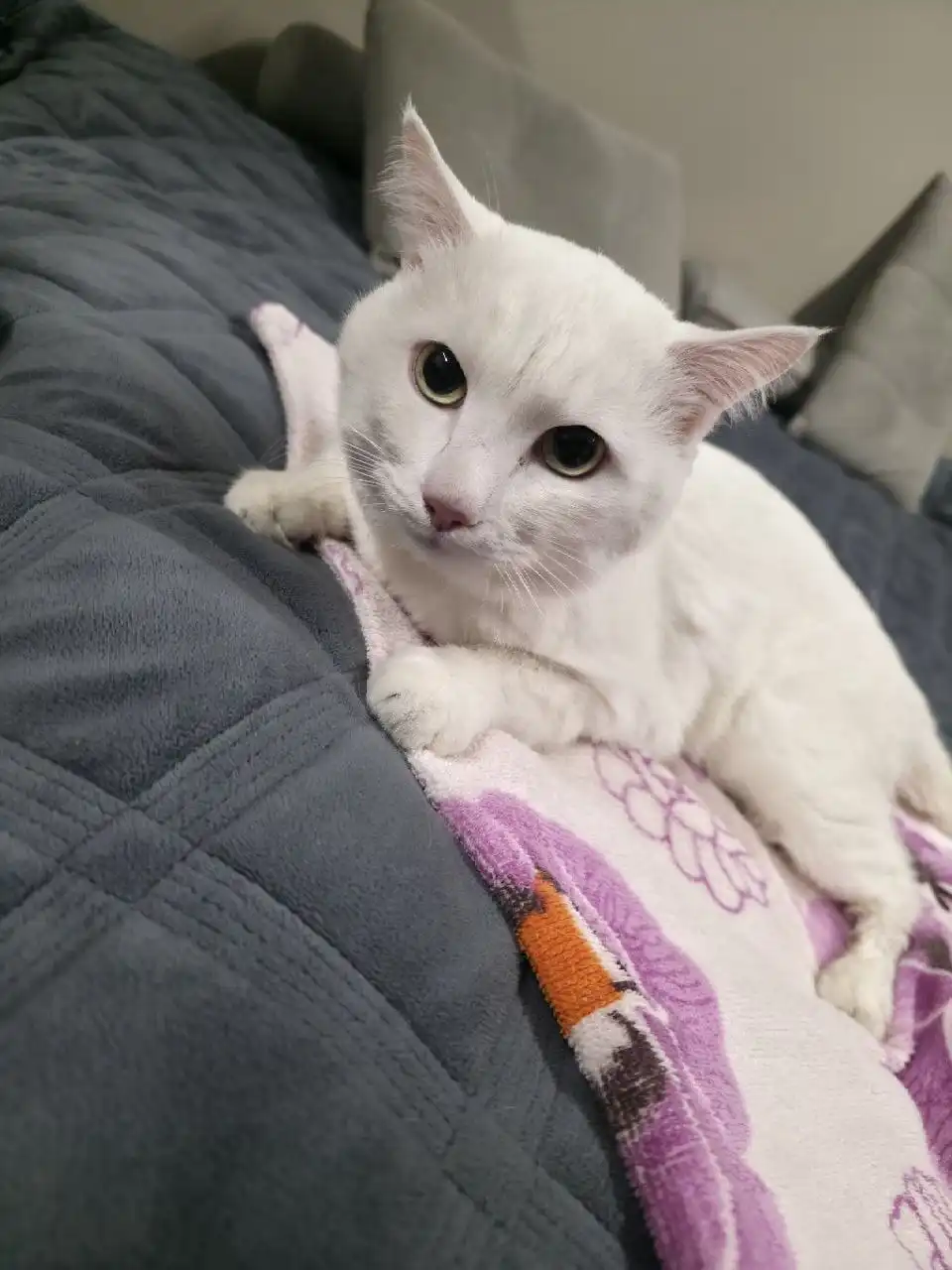 Найден белый кот в Ангарске - Животные в Ангарск