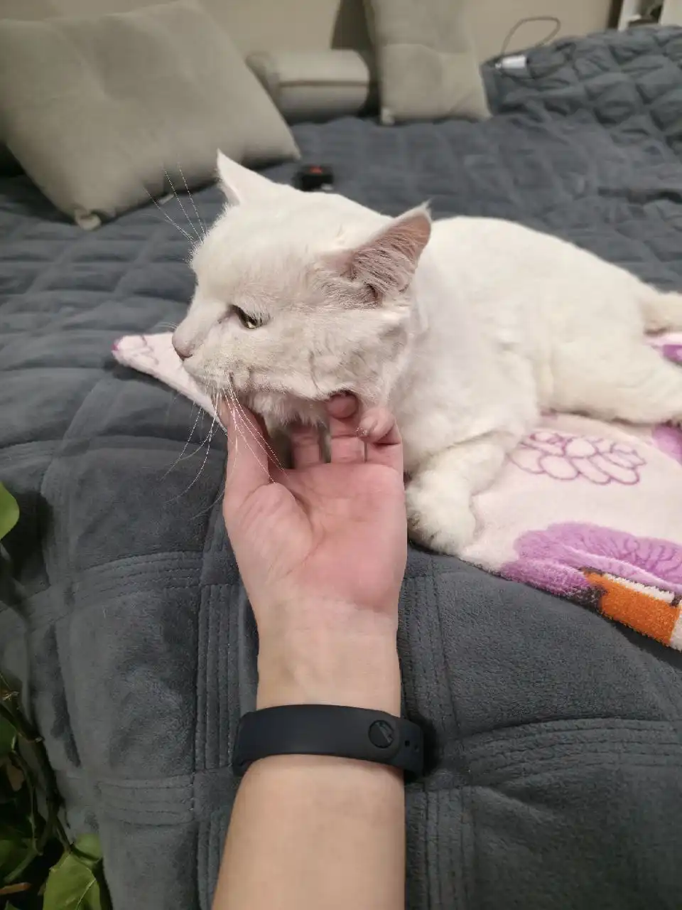 Найден белый кот в Ангарске - Животные в Ангарск