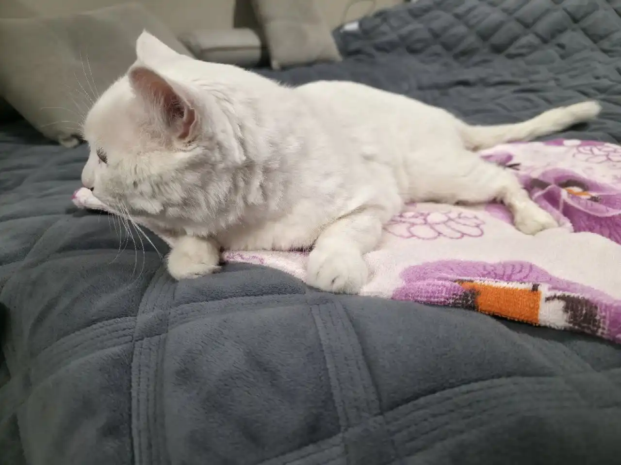 Найден белый кот в Ангарске - Животные в Ангарск
