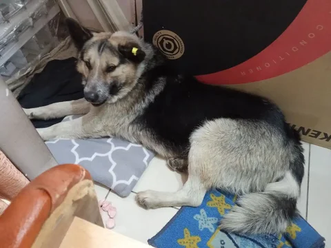 Потерявшийся пёсик в Иркутске - частное объявление в Иркутск