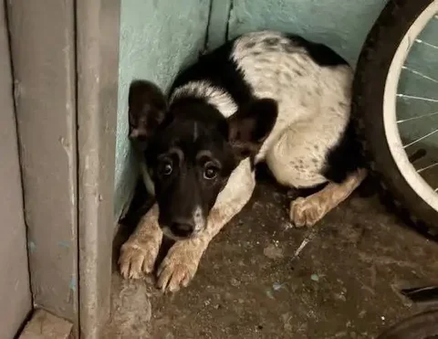 Найдена собака в Усолье - Собаки в Усолье
