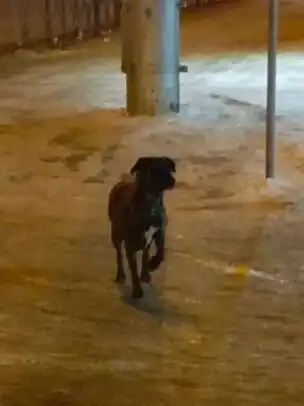 Потерявшаяся собака в Иркутске - Потерянные/найденные (Животные) в Иркутск