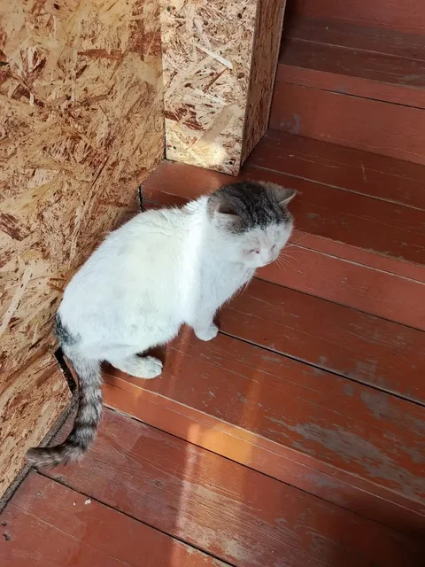 Потерявшийся кот в Хомутово - Потерянные животные в Хомутово